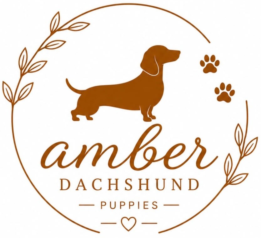 AMBER DACHSHUNDS